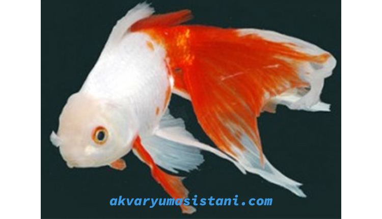 Japon Balığı » Akvaryum Asistanı